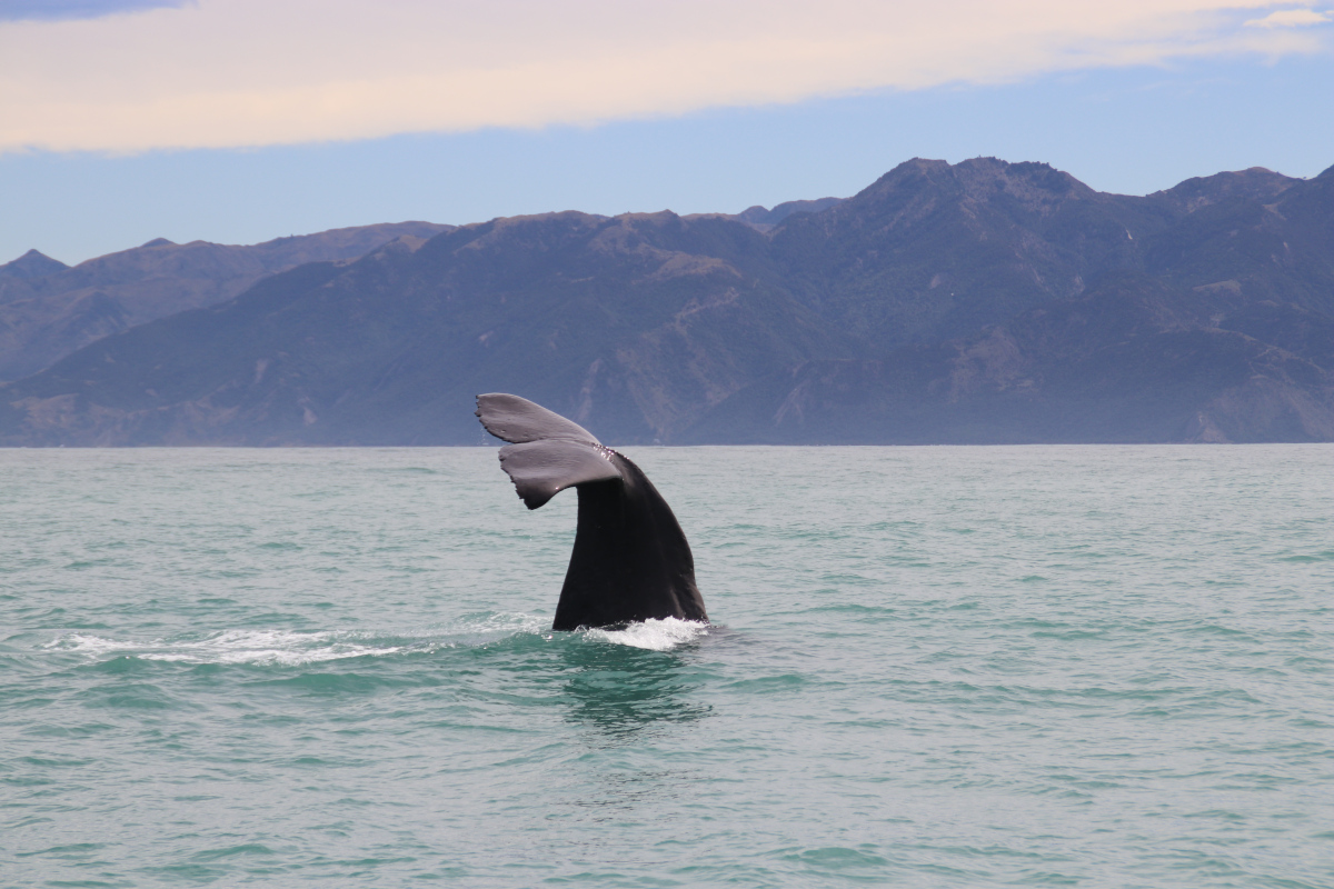 På hvalsafari i Kaikoura, New Zealand